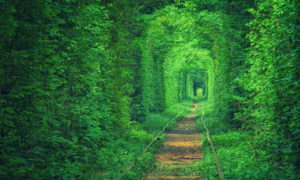 “Тунелът на любовта” в Клеван, Украйна (Tunnel of Love, Ukraine)