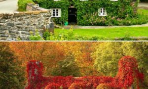 Снимки преди и след настъпването на есента