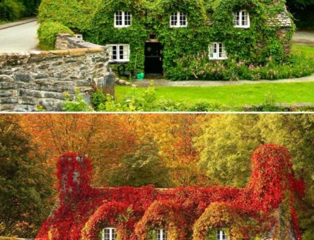 Снимки преди и след настъпването на есента