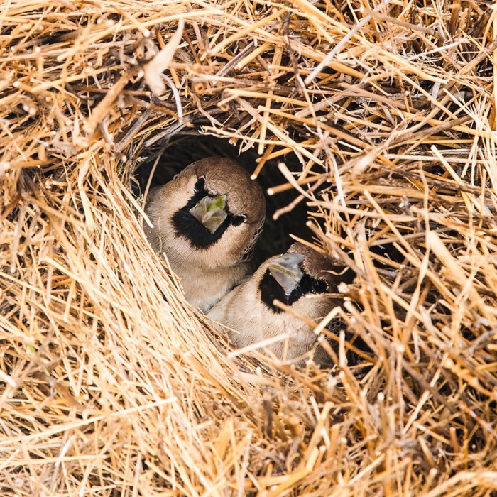 animal-architecture-nests-1-5