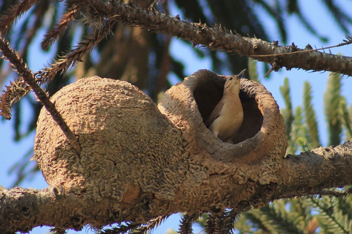 animal-architecture-nests-2-2