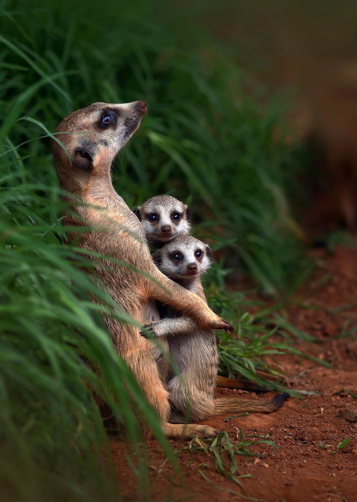 animal-family-portraits-19__880