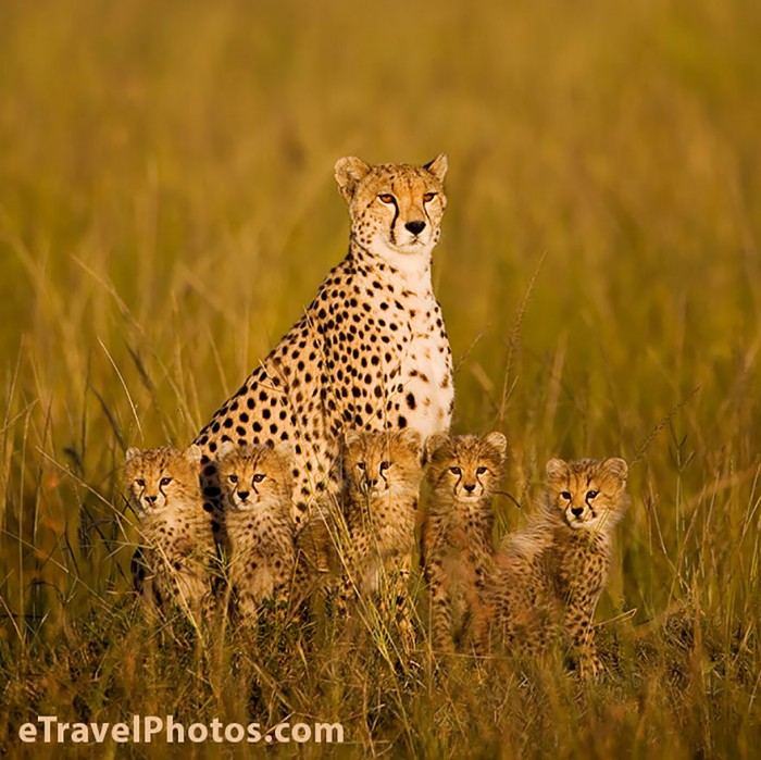 animal-family-portraits-26__880