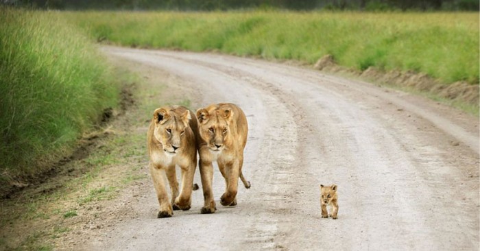 animal-family-portraits-2__880