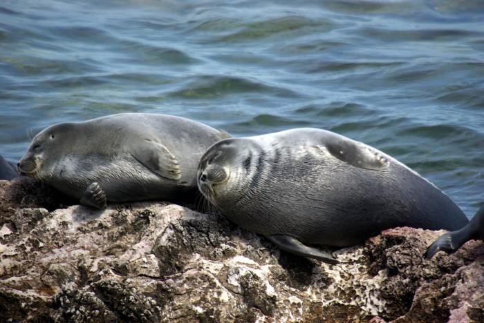 baikal-seals