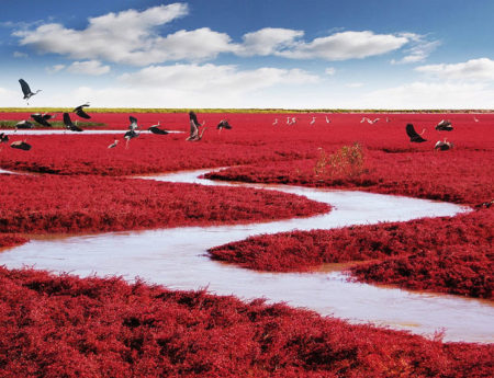 Невероятният “Червен плаж” в Панджин, Китай