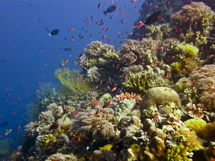 the-biodiversity-of-the-tubbataha-reefs