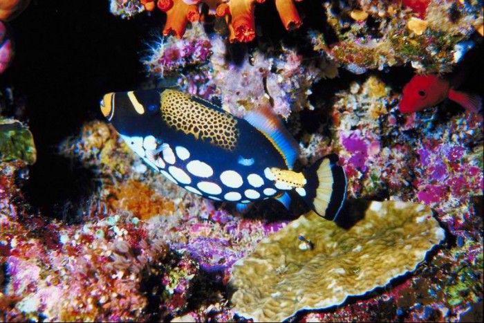 tubbataha-reef-philippines3