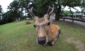 Японски град е окупиран от елени
