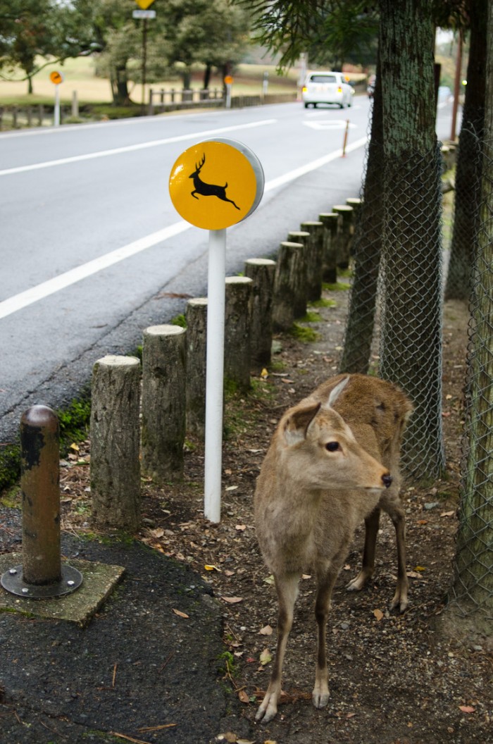 Beware the deers sign in Nara, Japan